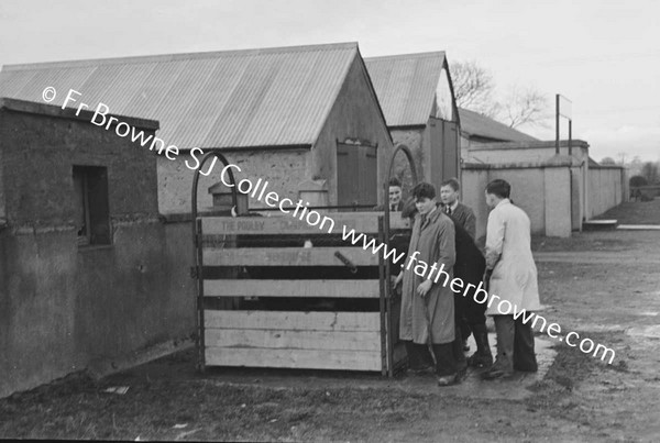 WEIGHING THE COW POST